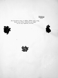 Umbilicaria torrefacta image